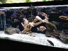 Peacock Cichlids - Photo 8
