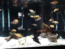 Peacock Cichlids - Photo 10