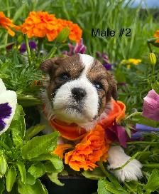 Bichon Shih Tzu Puppies