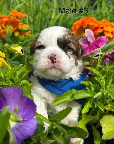 Bichon Shih Tzu Puppies - Photo 3