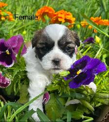 Bichon Shih Tzu Puppies - Photo 4