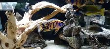 Lake Malawi Cichlids