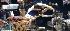 Lake Malawi Cichlids - Photo 2
