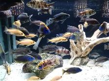 Lake Malawi Cichlids - Photo 3