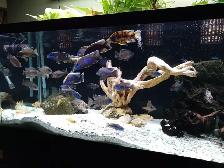 Lake Malawi Cichlids - Photo 7