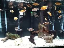 Lake Malawi Cichlids - Photo 9