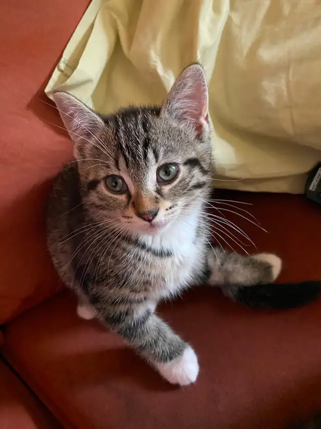 3 Chatons