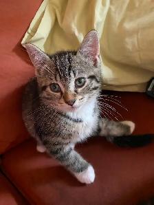 3 Chatons