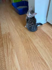 3 Chatons - Photo 2