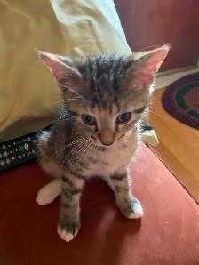 3 Chatons - Photo 3