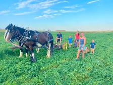 LOOKING for Draft Horse Harness (Farm Work)