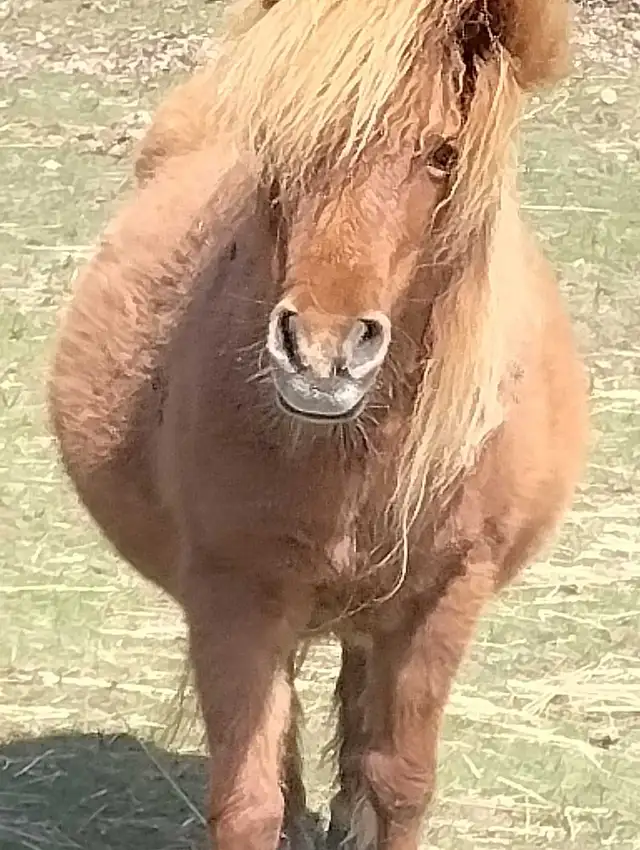 Exercise rider for hire