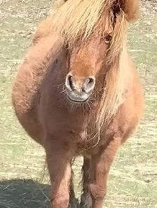 Exercise rider for hire