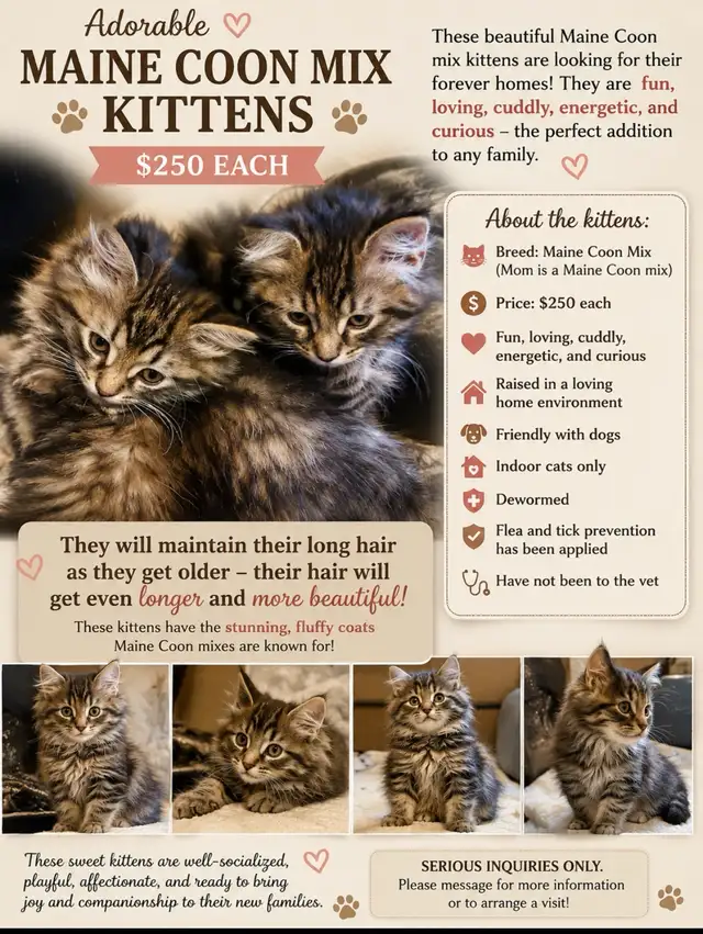maincoon mix kitten looking for their forevermore home