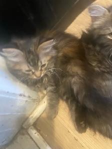 maincoon mix kitten looking for their forevermore home - Photo 2