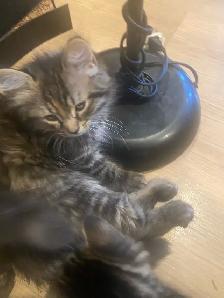 maincoon mix kitten looking for their forevermore home - Photo 3