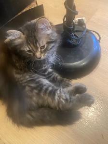 maincoon mix kitten looking for their forevermore home - Photo 4
