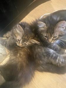 maincoon mix kitten looking for their forevermore home - Photo 5