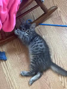Kitten for rehoming