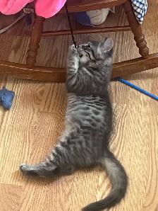 Kitten for rehoming - Photo 2