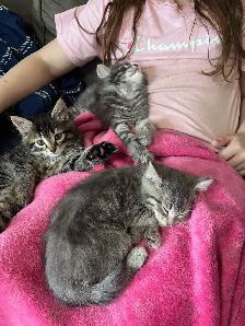 Kitten for rehoming - Photo 3