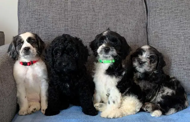 Merle Cockapoo Puppies