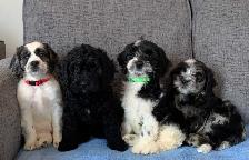 Merle Cockapoo Puppies