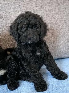 Merle Cockapoo Puppies - Photo 3