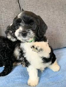 Merle Cockapoo Puppies - Photo 4