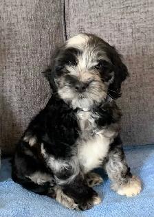 Merle Cockapoo Puppies - Photo 5