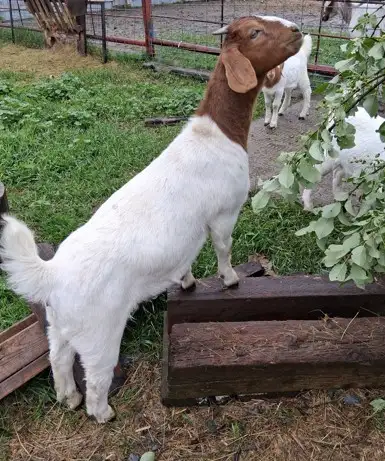 Boer Doeling Goats.  These female goats were born in 2026.