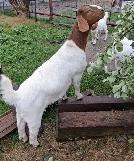 Boer Doeling Goats.  These female goats were born in 2026.