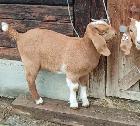 Boer Doeling Goats.  These female goats were born in 2026. - Photo 2