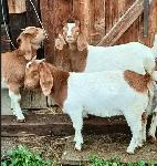 Boer Doeling Goats.  These female goats were born in 2026. - Photo 3