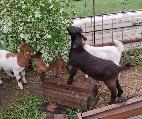 Boer Doeling Goats.  These female goats were born in 2026. - Photo 4