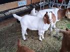 Boer Doeling Goats.  These female goats were born in 2026. - Photo 5