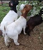 Boer Doeling Goats.  These female goats were born in 2026. - Photo 6