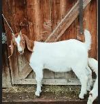 Boer Doeling Goats.  These female goats were born in 2026. - Photo 7