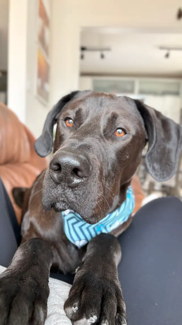 2 year old Dane Mix