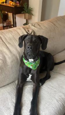 2 year old Dane Mix - Photo 2
