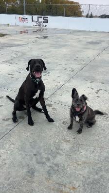 2 year old Dane Mix - Photo 3
