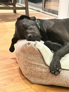 2 year old Dane Mix - Photo 5