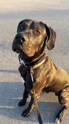2 year old Dane Mix - Photo 6