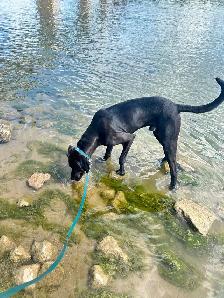 2 year old Dane Mix - Photo 7