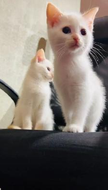 Turkish angora male and female kittens - Photo 3