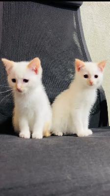 beautiful Turkish angora kittens