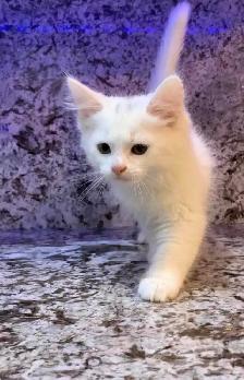 beautiful Turkish angora kittens - Photo 4