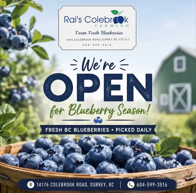 fresh Blueberries