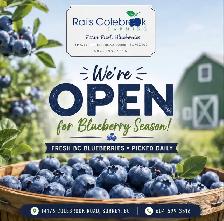 fresh Blueberries