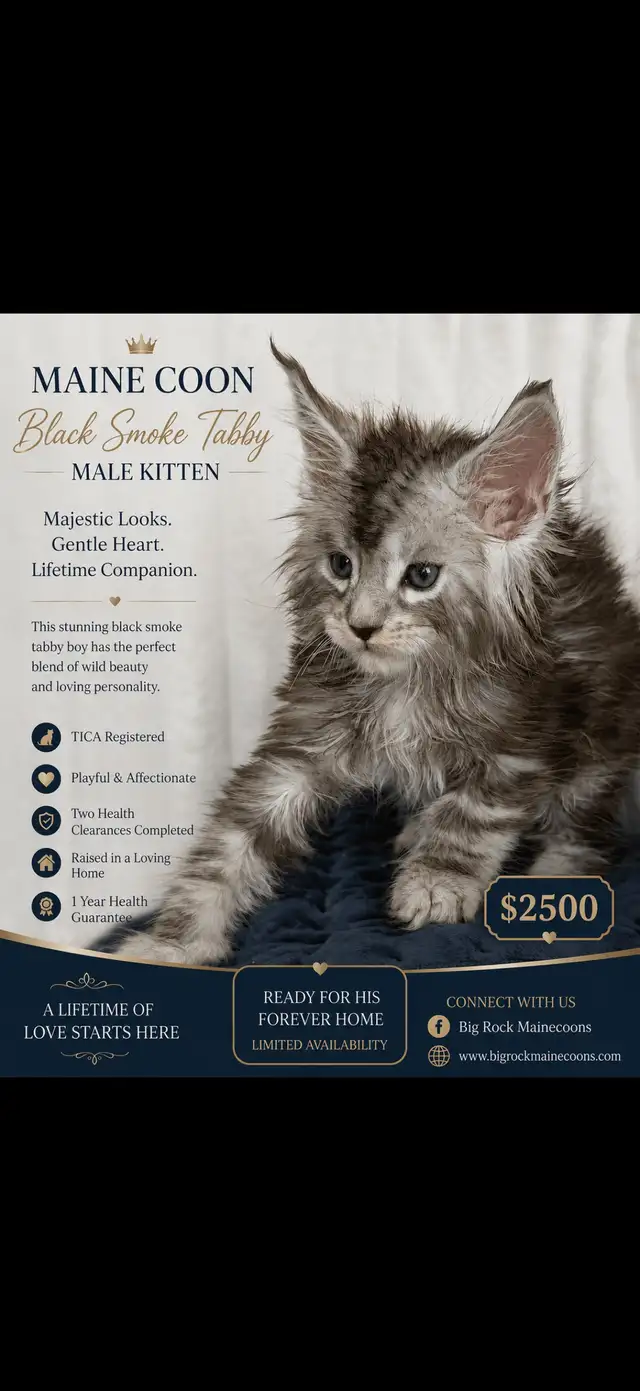MAINE COONS TICA REGISTERED